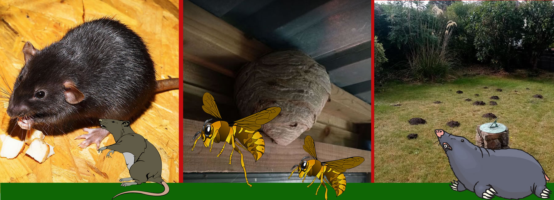 Local experts in pest control services  