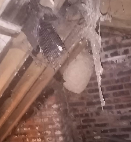 huge wasp removal westwales