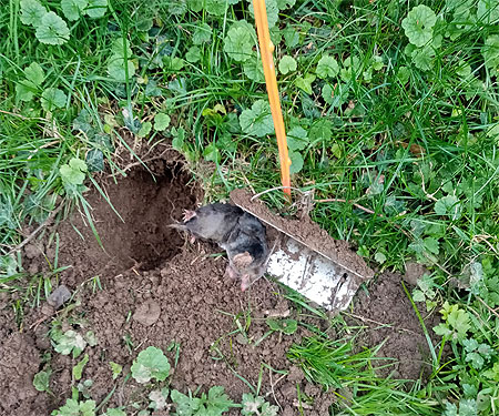 mole removal services west wales carmarthen