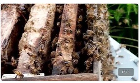 wasp removal carmarthen